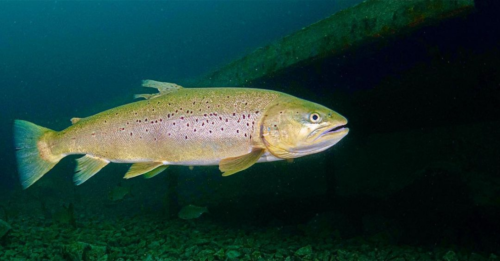 Brown Trout in Capernwray