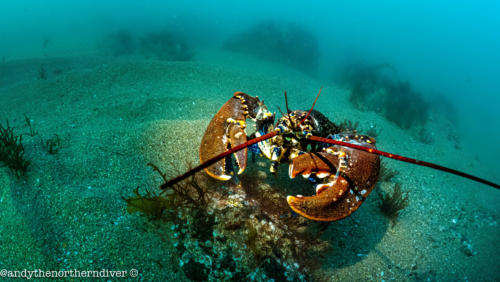 Lobster in Cable Bay
